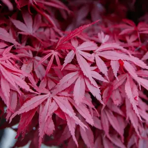 Acer Bloodgood - Deep Red Foliage, Outdoor Plant, Ideal for Gardens, Compact Size (50-70cm Height Including Pot)