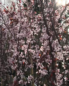 Prunus Pissardi Nigra Purple Leaf Flowering Tree Extra Large 7-8ft Supplied in a 7.5 Litre Pot