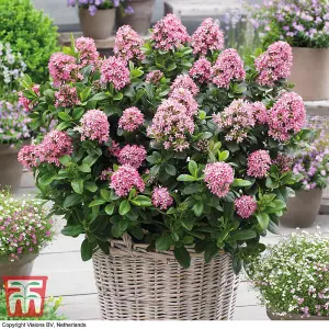 Escallonia Laevis Pink Elle 3 Litre Potted Plant x 1