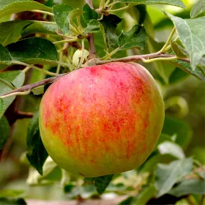 Fiesta Apple Tree 4-5ft , Self-Fertile ,Sweet,Sharp & Juicy