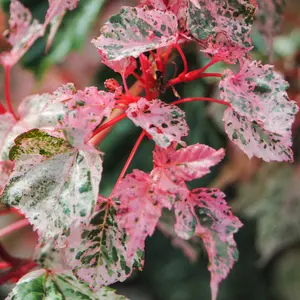 Acer Red Flamingo - Variegated Foliage, Outdoor Plant, Ideal for Gardens, Compact Size (50-70cm Height Including Pot)