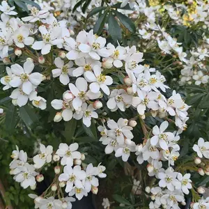 Greenfingers Mexican Orange Blossom Outdoor Shrub Plant Choisya 2L Pot