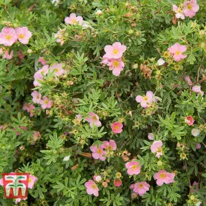 Potted Plantentilla Fruticosa Lovely Pink 3.5 Litre Potted Plant x 1