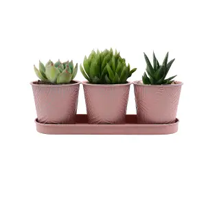 3pc Pastel Pink 0.6L Metal Planter Garden Herbs Plant Pot Embossed Leaf Bowl