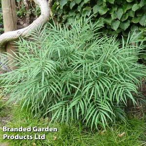 Mahonia Eurybracteata Soft Caress 3.6 Litre Potted Plant x 1