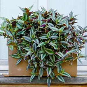 Tradescantia Zebrina - Stunning Variegated Indoor Inch Plant, Great Air Purifying Houseplant for UK Homes (15-25cm)