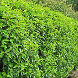 Prunus Lusitanica - Evergreen Hedging Plant, Portuguese Laurel, Hardy (20-40cm Height Including Pot, 1 Plant)