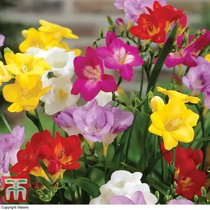 Scented Freesia Mixed  50 Bulbs