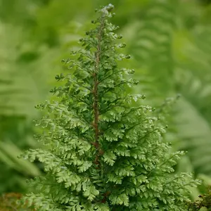 Soft Shield Fern Plumosomultilobum Polystichum Setiferum Outdoor Ferns 2L Pot