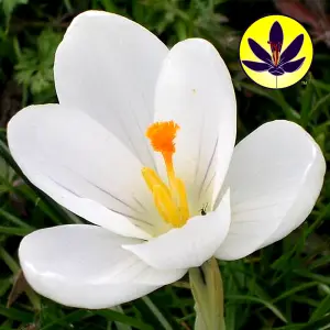 Crocus White Flowering Bulbs - Pure White Blooms, 25 Pack