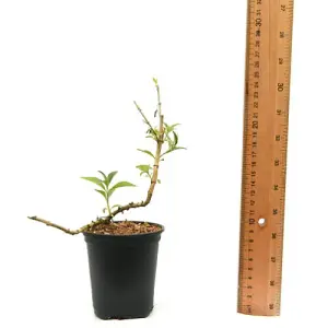 Buddleja Dreaming Purple 9cm Potted Plant x 3