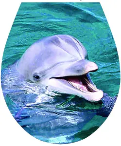 'Dolphin' WC Seat Sticker Toilet Lid Cover Bathroom Art 32x38cm