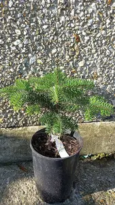 1 Nordmann Fir Hedge Plants Christmas Tree Sapling 25-30cm Tall Potted