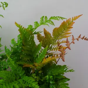 6 x Garden Fern Mix in 13cm Pots