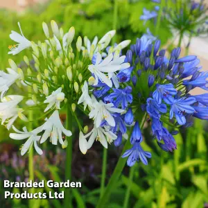 Agapanthus Blue + White Collection 6 Bare Root Plants - Summer Flowering - Drought Tolerant