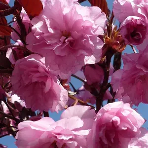 Dwarf Patio Royal Burgundy Flowering Japanese Cherry Tree 3-4ft Supplied in a 5 Litre Pot