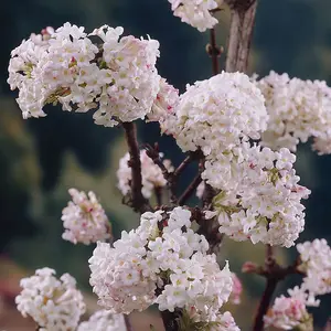 Viburnum bodnantense 'Charles Lamont' in a 3L Pot - Evergreen Deciduous Shrubs for Gardens - Supplied as an Established Plant Read