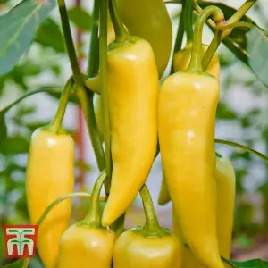 Pepper sweet Astor F1 Hybrid 1 Seed Packet (8 Seeds)