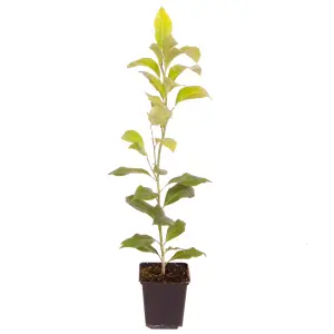 You Garden - Citrus Lemon 'Citron' Tree in a 9cm pot - Lemon Trees for Gardens Grow Your Own Lemon Tree in Gardens and Homes - Per