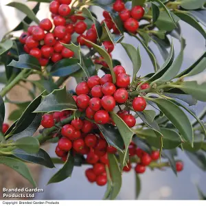 2 Holly Trees -  'Green Alaska' Standard - 2 Litre Potted Plant x 2 - Evergreen - Easy Care - Festive Doorstep