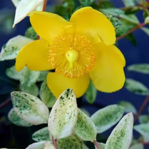 Hypericum Radiance Garden Shrub - Bright Yellow Blooms