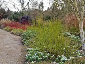 100 Green Dogwood  2-3ft Hedging Plants,Stunning Cornus Stolonifera 'Flavirimea' 3FATPIGS