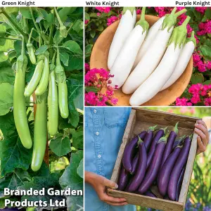 Aubergine Three Knight Collection F1 Recipe 1 Seed Packet