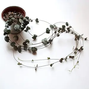 String of Hearts -  10cm Potted Plant x 1 + Black-Grey Ceramic Pot x 1