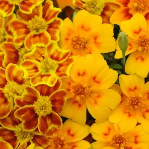 Tagetes Starfire 1 Seed Packet