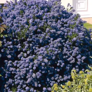 Ceanothus Puget Blue - Outdoor Flowering Shrub, Ideal for UK Gardens, Compact Size (15-30cm Height Including Pot)