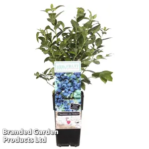 Grow Your Own Fruit  Vaccinium (Blueberry) corymbosum Jersey 15cm Pot x 1