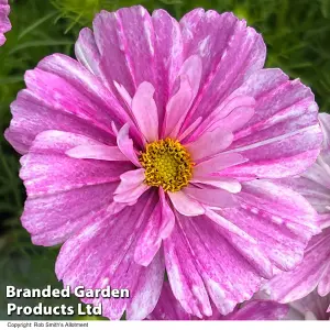 Cosmos Pink Mosaic 1 Packet (15 Seeds)