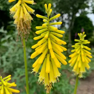 Kniphofia Banana Popsicle Plant in 9cm Pot - Rare Red Hot Poker Variety