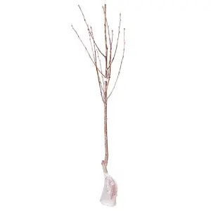 Sweet Cherry 'Stella' (Prunus avium) Bare-Root Tree 1.2 m Tall Grow Your Own Fruit UK Gardens