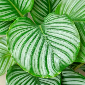 Calathea Medallion - Vibrant Foliage, Indoor Houseplant (12cm, 30-40cm)