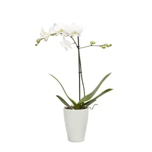 Verve Single Stem Moth orchid in Assorted Ceramic Decorative pot 9cm