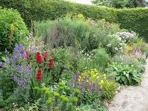 5 X Mixed Established Garden Shrubs in 9cm Pots  - Quality Potted Plants - Colourful Border 3FATPIGS