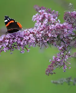 Buddleja Butterfly Little Candy Lila - 9cm pot