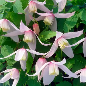 Clematis Willy - Pale Pink Blooms, Climbing Vine, Morning Sun (20-30cm Height Including Pot)