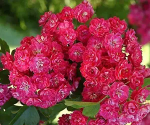 Crataegus Laevigata Rosea Flore Pleno Tree 4-5ft Tall Double Pink Flowers