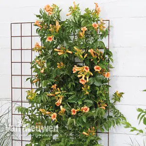 Campsis Indian Summer 2 Litre Pot x 2