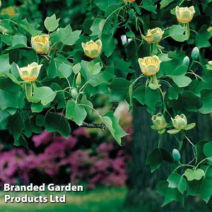 Tulip Tree Liriodendron tulipiferum 9cm Potted Plant x 2