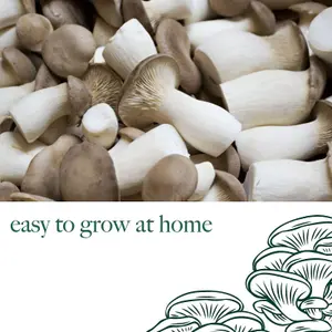 Mushroom Growing Kit King Oyster - Beginner Friendly Ready to Grow Educational Kit - Easy to Use Gardening Gift - Grow Your Own