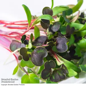 Gift Seed Grow Kit Microgreens Aromatic