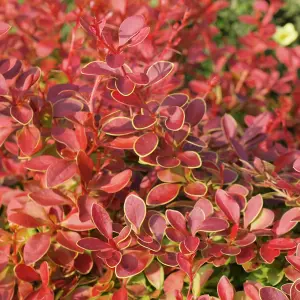 Berberis Coral - Compact Shrub, Coral-Red Foliage (20-30cm Height Including Pot)