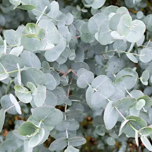 3 x Eucalyptus Gunnii in 9cm Pots - Aromatic Foliage - Evergreen Shrubs