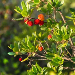 Arbutus unedo Strawberry Tree Evergreen Shrub 2L Potted Plant