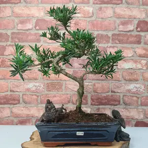 Buddhist Pine (Podocarpus Micro) Bonsai Tree - Shaped - In 25cm Pot