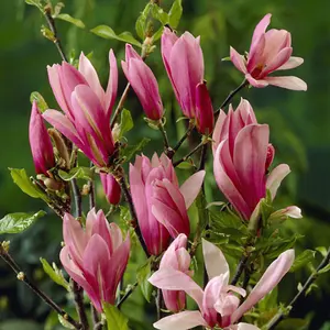 Magnolia 'Susan' 9cm Upright Shrub