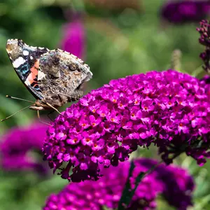 1 Buddleia davidii 'Royal Red' in 2L pot Buddleja Butterfly Bush 3FATPIGS